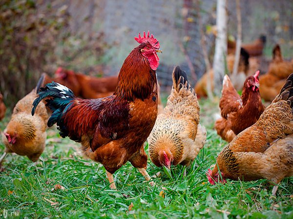 Породы куриц | ЗооТом - продажа, вязка и услуги для животных в Калаче