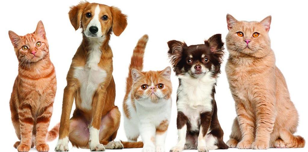 Доска объявлений о животных | ЗооТом - продажа, вязка и услуги для животных в Калаче