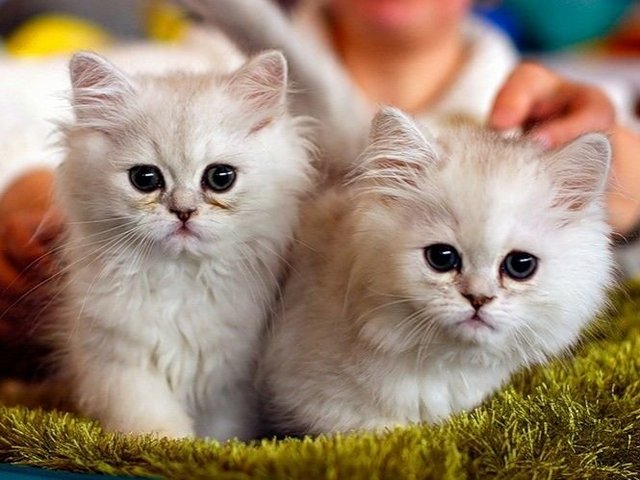 Породы кошек в Калаче | ЗооТом портал о животных