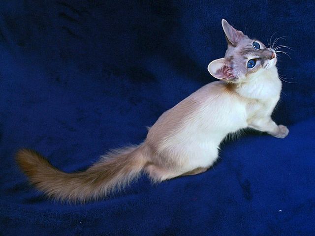 Выведенные породы кошек в Калаче | ЗооТом портал о животных