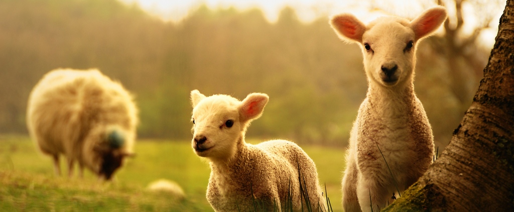 Объявления о сельскохозяйственных животных | ЗооТом - продажа, вязка и услуги для животных в Калаче