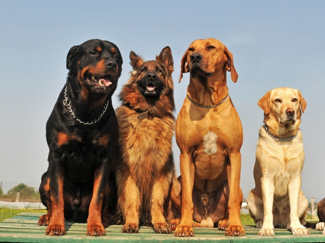 Крупные породы собак в Калаче | ЗооТом портал о животных