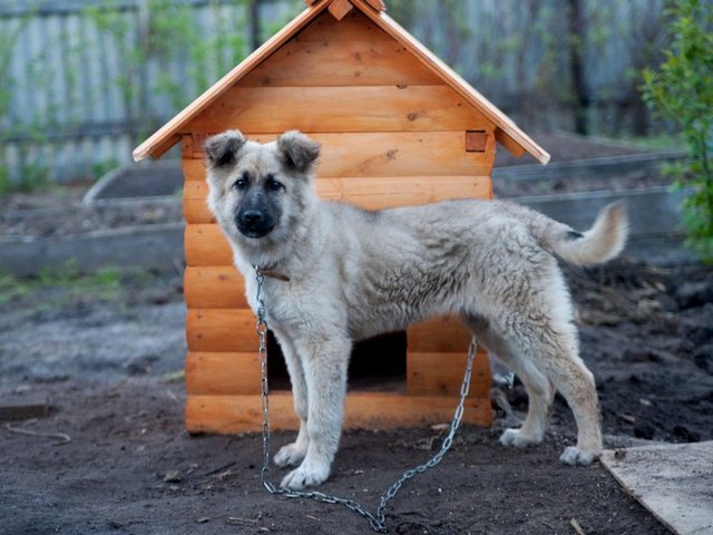 Все о собаках в Калаче